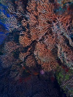 Gorgonian Coral IMG 4436